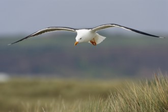 Heringsmoewe; lat. Larus fuscus; im Flug über dem Dünengras
