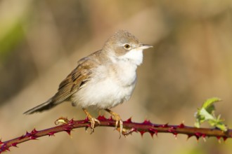 Common Whitethroat (Sylvia communis), Baden-Wuerttemberg, Germany