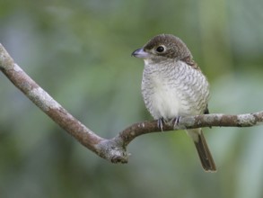 Tiger Shrike (Lanius tigrinus), Malaysia