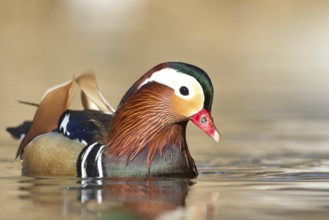 Mandarin Duck (Aix galericulata) male, St. Gallen, Switzerland