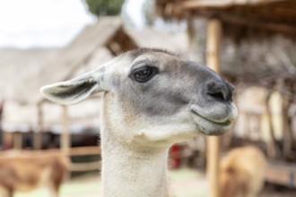 Alpaca and Llama Farm, near Cusco, Peru
