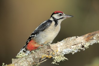 Great Spotted Woodpecker (Dendrocopos major) juvenile perched on a branch, Andalusia, Spain