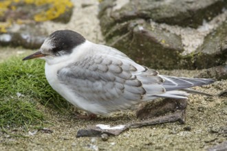 Arctic Tern (Sterna paradisaea), young on stone, Farne Islands, United Kingdom