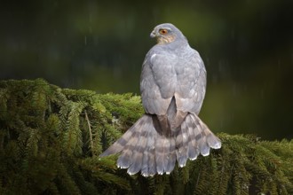 Bird of prey Eurasian sparrowhawk, Accipiter nisus, sitting on spruce tree during heavy rain in the