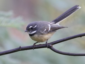 Grey Fantail (Rhipidura albiscapa), Victoria, Australia