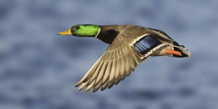 Mallard (Anas platyrhynchos) male flying, British Columbia, Canada