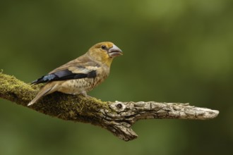 Appelvink, Hawfinch, Coccothraustes coccothraustes