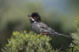 Cyprus Warbler (Sylvia melanothorax) male, Cyprus