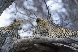 Leopard (Panthera pardus) adult with cub lying on a tree, Sabi Sands, South Africa