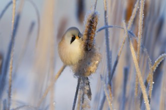 Bearded Reedling (Panurus biarmicus) male feeding on cattail seed, Thuringia, Germany