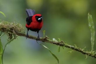 Masked Crimson Tanager (Ramphocelus nigrogularis) perched on a branch in the Amazon in Peru