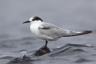 Common Tern-longipennis (Sterna hirundo longipennis), Victoria, Australia
