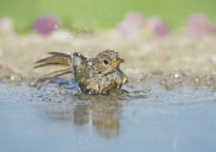 European Robin (Erithacus rubecula) juvenile bathing at a waterhole, Aosta Valley, Italy