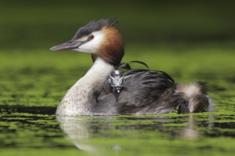 Great Crested Grebe (Podiceps cristatus) juvenile, North Rhine-Westphalia, Germany