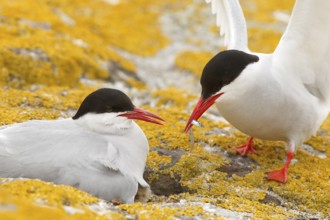 Arctic Tern (Sterna paradisaea) pair feeds chick, Farne Islands, United Kingdom