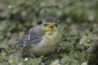 Eurasian Blue Tit (Cyanistes caeruleus) juvenile, Lower Saxony, Germany