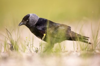 Western Jackdaw (Coloeus monedula), Romania