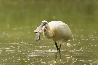 Eurasian Spoonbill (Platalea leucorodia) eating fish prey, Serbia