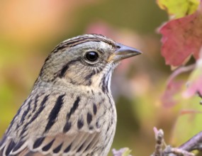 Portrait of a juvenile Lincoln's Sparrow, Melospiza lincolni, in the fall in Saskatoon, in