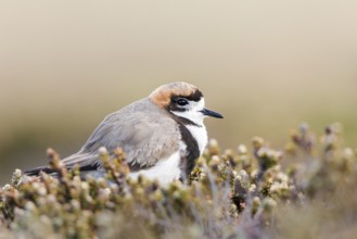 Two-banded Plover (Charadrius falklandicus) perched on the ground, Falkland Islands