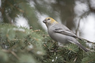 Pine Grosbeak (Pinicola enucleator) female perched on spruce branch, Wyoming, USA