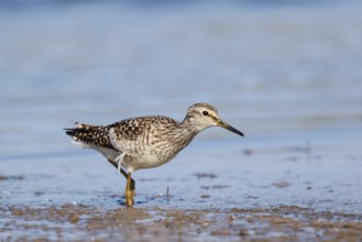 Wood Sandpiper (Tringa glareola) foraging, Lesvos, Greece