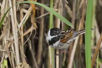 Reed Bunting - Rohrammer - Emberiza schoeniclus ssp. schoeniclus, Germany, adult male