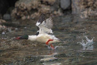 Common Merganser (Mergus merganser americanus) male taking flight, Alaska, USA