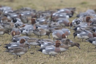 Eurasian Wigeon (Mareca penelope) group, Netherlands