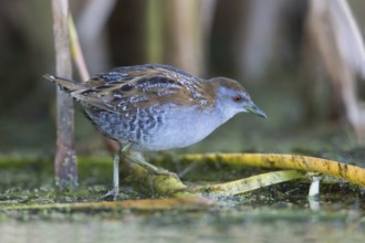 Baillon's Crake (Porzana pusilla palustris) foraging, Victoria, Australia