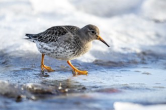 Purple Sandpiper (Calidris maritima), Norway