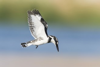 Pied Kingfisher (Ceryle rudis) flying, Eilat, Israel