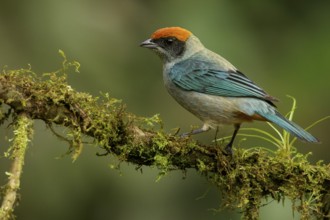 Scrub Tanager (Tangara vitriolina) perched on a branch in the Andes mountains of Colombia