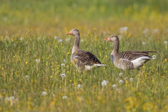 Greylag Goose (Anser anser) pair, Baden-Wuerttemberg, Germany
