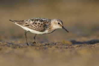 Little Stint (Calidris minuta) foraging, Poland