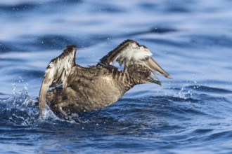 Sooty Shearwater (Ardenna grisea), Eilat, Israel