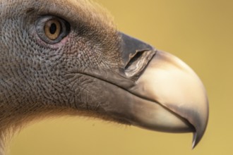 Griffon Vulture (Gyps fulvus), Extremadura, Spain