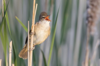 Great Reed Warbler (Acrocephalus arundinaceus) singing in reedbed, Poland