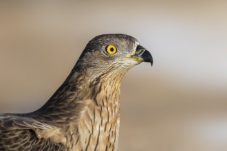 European Honey Buzzard (Pernis apivorus), Eilat, Israel