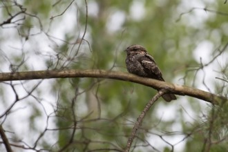 European Nightjar (Caprimulgus europaeus) perched on a branch, Brandenburg, Germany