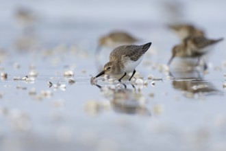 Dunlin (Calidris alpina) foraging on shoreline, Mecklenburg-Western Pomerania, Germany
