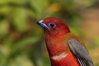 Red-headed Trogon (Harpactes erythrocephalus helenae) male, Yunnan, China