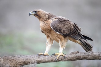 Bonelli's Eagle (Aquila fasciata) juvenile, Castile-La Mancha, Spain