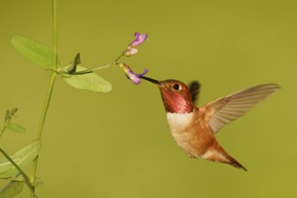Rufous Hummingbird (Selasphorus rufus) female, Montana, USA