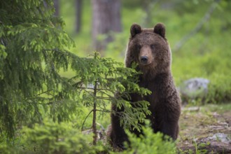 Eurasian Brown Bear (Ursus arctos) in forest, Finland