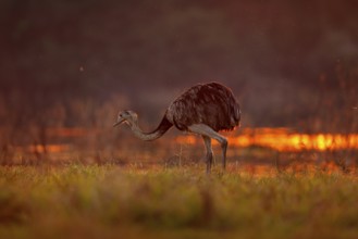 Greater Rhea, Rhea americana, big bird with fluffy feathers, animal in nature habitat, evening sun,