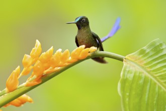 Wild nature bird. Hummingbird Long-tailed Sylph, Aglaiocercus kingi with orange yellow flower.