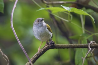 Grey-backed Camaroptera (Camaroptera brevicaudata) perched on a branch, Arusha, Tanzania