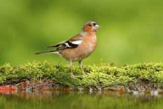 Beautiful songbird, Chaffinch, Fringilla coelebs, in water mirror, brown songbird sitting in the