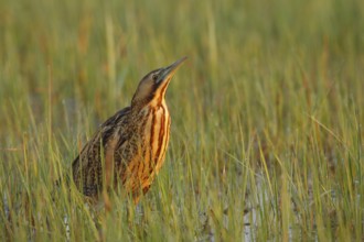 Eurasian Bittern (Botaurus stellaris) foraging, Austria